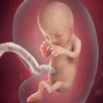 Thai nhi 12 tuần tuổi nhìn rõ nét từ siêu âm thai 4d