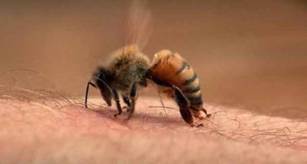 Lưu ý khi dùng thuốc giải độc ong đốt