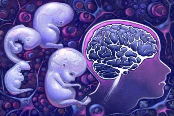 Sự phát triển não bộ của thai nhi