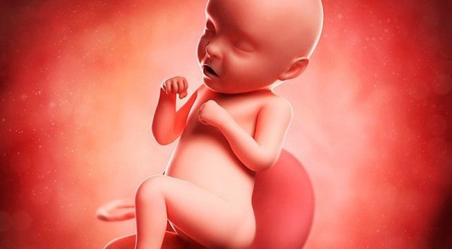 Sự phát triển các cơ quan của thai nhi